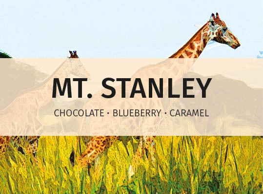featured-image-Mt-Stanley-online-label-speciality-coffee-for-hospitality-industry2